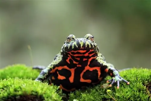 Les 10 millors espècies de mascotes d'amfibis (amb imatges)