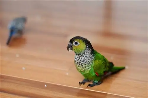 Sådan tager du dig af Baby Conure-fugle: 7 eksperttip (med billeder)