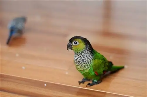 Körpə Conure quşlarına necə qulluq etməli: 7 mütəxəssis məsləhəti (şəkillərlə)