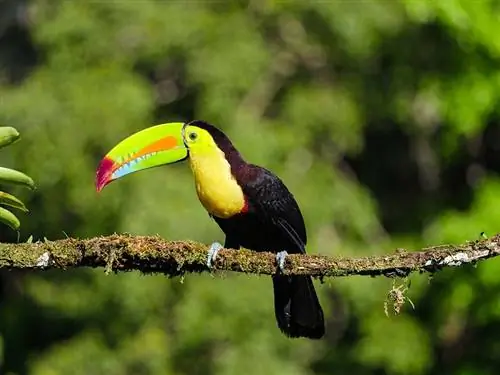 May Kaugnayan ba ang mga Parrot at Toucan? Mga Kapansin-pansing Pagkakaiba & Pagkakatulad (may mga Larawan)
