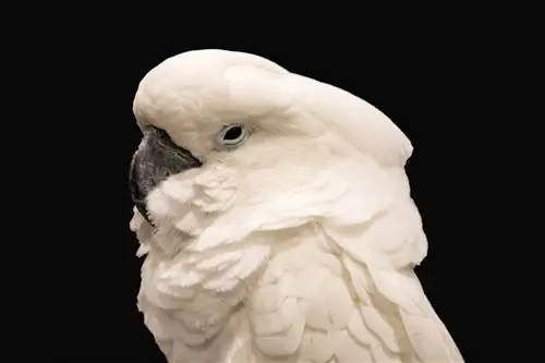 Solomons (Ducorps) kakadue: personlighed, mad, billeder & Plejevejledning