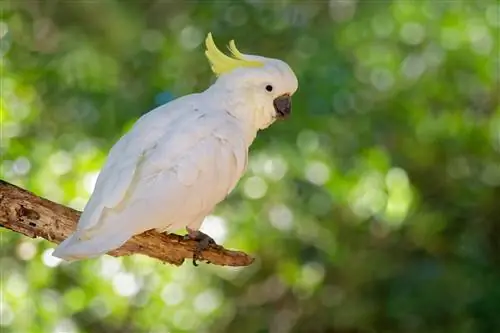 Sárga tarajos kakadu: személyiség, képek, étel & ápolási útmutató