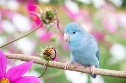 Hvordan fortelle alderen til en papegøye: Utviklingsstadier forklart
