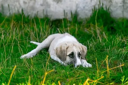 Proč je můj pes najednou úzkostný? 9 Důvody schválené veterinářem & Řešení