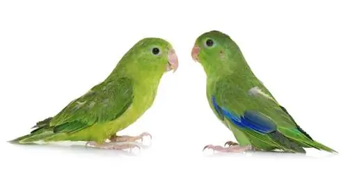 Samec alebo samica papagája: Tipy schválené veterinárom na identifikáciu rozdielov