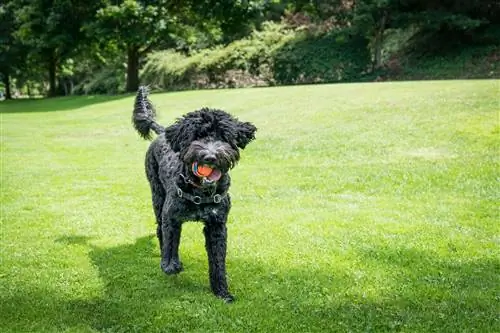 Cómo entrenar a un perro de agua portugués: 9 consejos aprobados por veterinarios