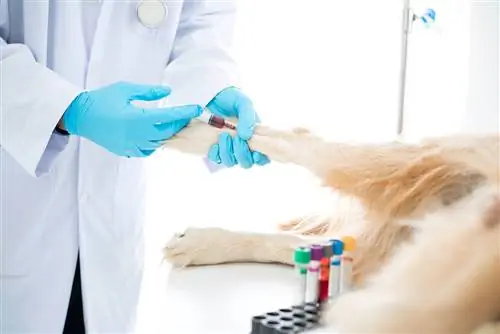 ¿Cuánto cuesta el análisis de sangre para un perro? (Actualización 2023)