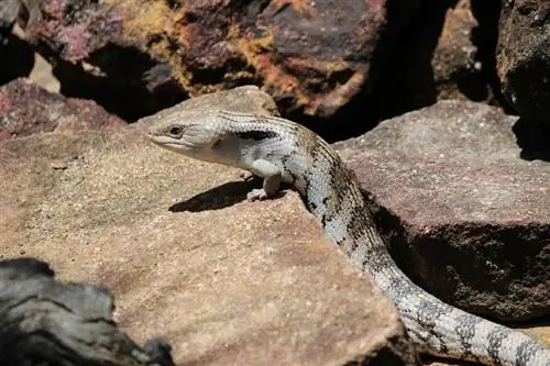 Hoeveel kost een blauwtong skink? Prijsgids 2023