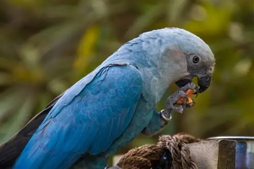 Vyhynul papoušek modrý? Překvapivá fakta & FAQ