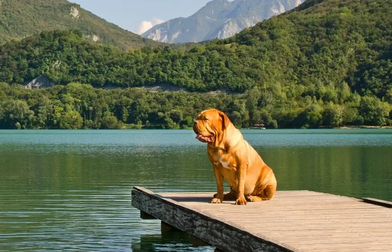 Sejauh manakah Mastiff Boleh Berenang? Fakta & Petua Keselamatan Air