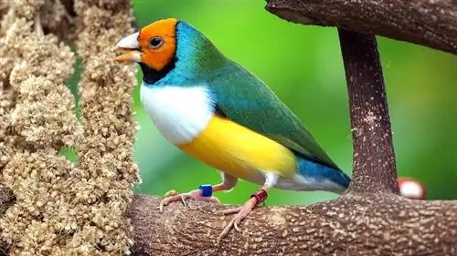 Gouldian Finch: Personality, Food & Care Guide (همراه با تصاویر)