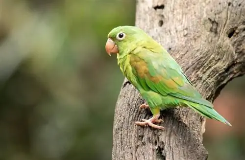 Mandlig eller kvindelig parakit: Sådan identificeres forskellene (med billeder)