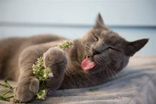 ¿Por qué a los gatos les gusta la hierba gatera? ¿Qué dice la ciencia?