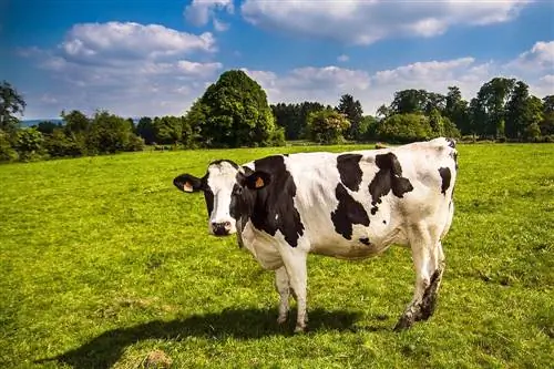 گاوها چقدر باهوش هستند؟ این چیزی است که علم می گوید