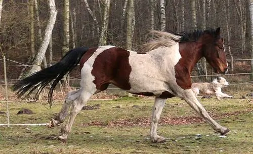 Koje životinje napadaju konje? 8 predatora (sa slikama)