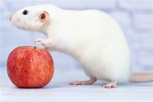 Les rates poden menjar pomes? El que necessites saber