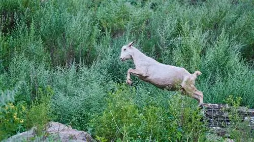 À quelle hauteur les chèvres peuvent-elles sauter ? Quelle doit être la hauteur de votre clôture ?