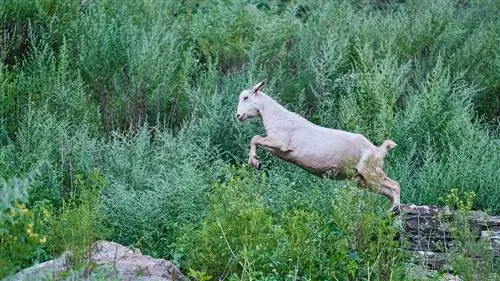 Hoe hoog kan bokke spring? Hoe hoog moet jou heining wees?