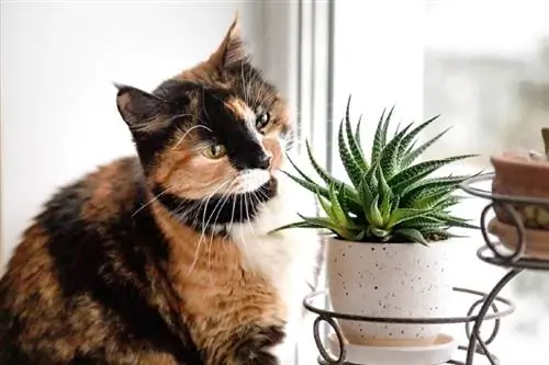 क्या रसीले पौधे बिल्लियों के लिए जहरीले होते हैं? विषाक्त & सुरक्षित प्रकार