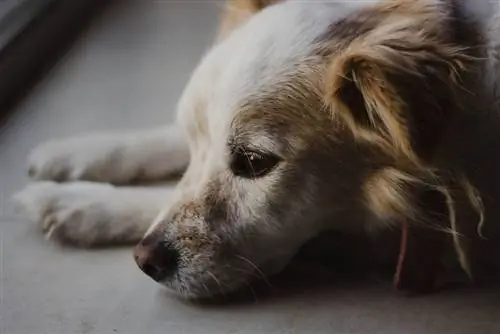 Anemia nei cani: segni, cause e trattamenti (risposta del veterinario)