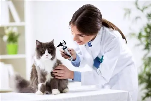 Fülrák macskákban: okok, jelek & Kezelések (állatorvos válasza)
