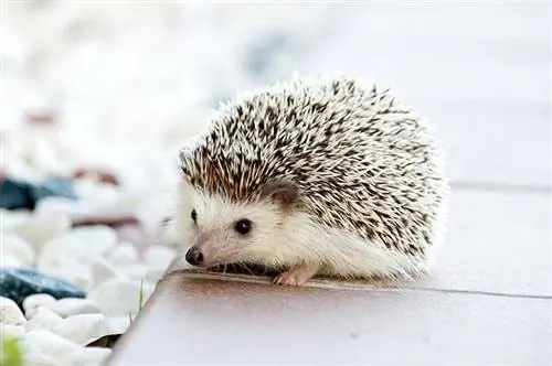 Puas yog Hedgehogs muaj yoov? Cov lus teb yuav ua rau koj xav tsis thoob