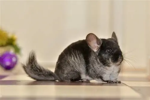 Adakah Chinchillas Berbau? Jawapan Yang Mengejutkan