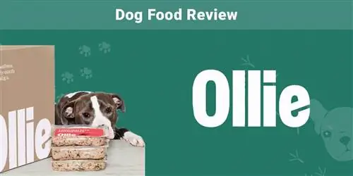 Ollie Fresh Dog Food Review 2023: Voor-, nadele & Finale uitspraak
