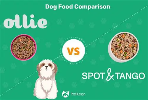 Ollie vs Spot & Tango 2023 Comparaison : quelle nourriture fraîche pour chien est la meilleure ?