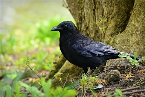Hvor intelligente er krager? Fascinerende fakta
