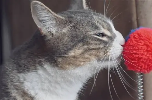 Kedilerin Sevdiği 11 Koku & Bazıları Sevmiyor