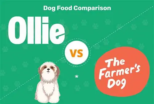 Сравнение Ollie и The Farmer’s Dog 2023: какой свежий корм для собак лучше?