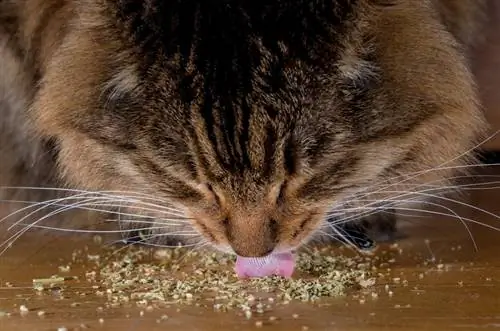 Katžolės arbata katėms: kaip ją pasigaminti, privalumai, receptai & Daugiau