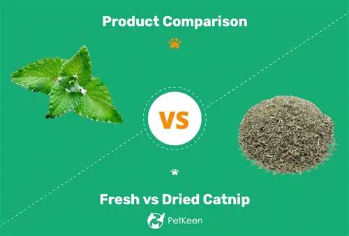 Catnip tươi và khô cho mèo của bạn: Có sự khác biệt không?