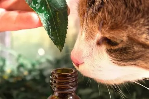 Vilka eteriska oljor är säkra att sprida runt katter?