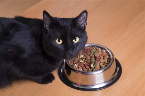 10 อาหารแมว Purina ที่ดีที่สุดในปี 2023 – รีวิว & รายการยอดนิยม