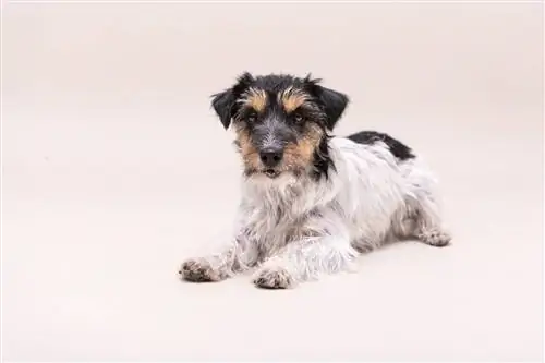 Jack Russell Terrier Alman Çoban Qarışığı: Şəkillər, Baxım Bələdçisi, Temperament & Xüsusiyyətlər