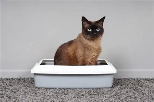 Kāpēc kaķi izmanto pakaišu kastes? Izskaidroti kaķu instinkti