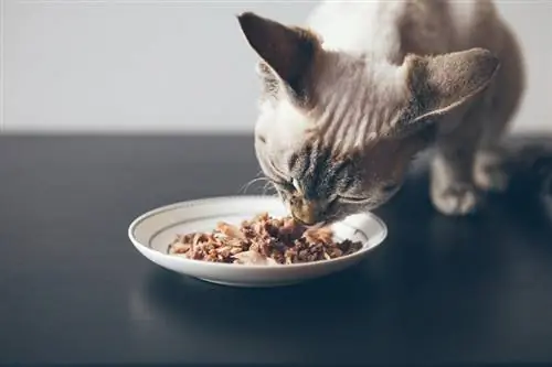 6 Makanan Terbaik untuk Kucing dengan Leukemia Kucing pada 2023 – Ulasan & Pilihan Teratas