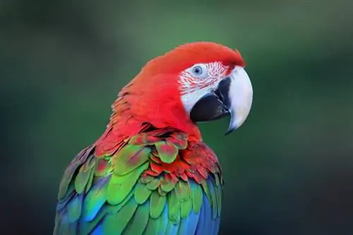 हरे पंखों वाला एक प्रकार का तोता: लक्षण, इतिहास, भोजन & देखभाल (चित्रों के साथ)