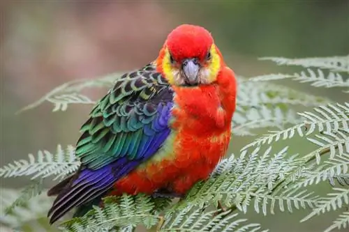 6 Zogj Rosella që bëjnë kafshë shtëpiake të shkëlqyera (me foto)