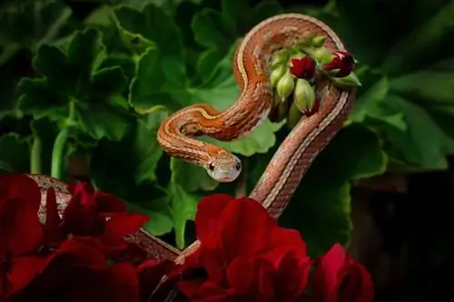 Tessera Corn Snake Morph: السمات والتاريخ والرعاية & (بالصور)