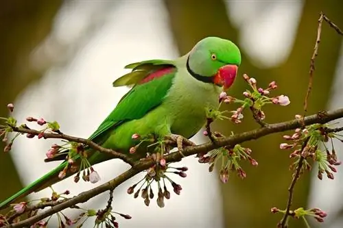 Rožu gredzenveida papagailis: iezīmes, vēsture & Aprūpe (ar attēliem)
