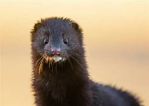 Çfarë hanë minks në të egra dhe si kafshë shtëpiake? Dieta & Fakte shëndetësore