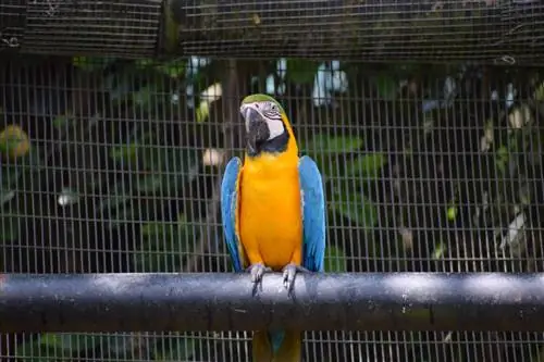 Macaw ya Bluu-na-Gold: Sifa, Historia, & Care (pamoja na Picha)