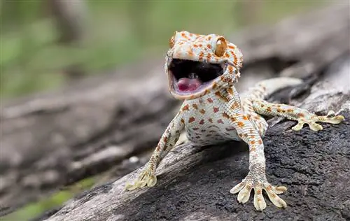 Suara Leopard Gecko: 4 Nada & Artinya (Dengan Audio)