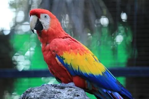 Scarlet Macaw. Traits, History, Food & Խնամք (նկարներով)