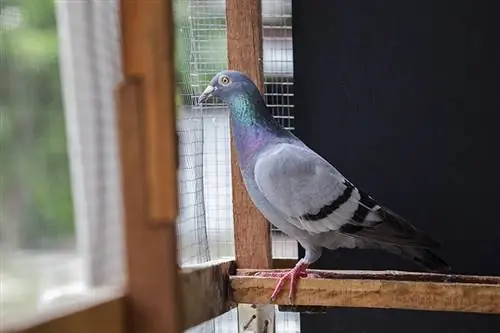 ¿Las palomas son buenas mascotas? Orientación, Datos & Preguntas frecuentes
