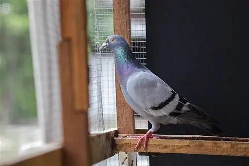 Zijn duiven goede huisdieren? Richtlijnen, Feiten & Veelgestelde vragen