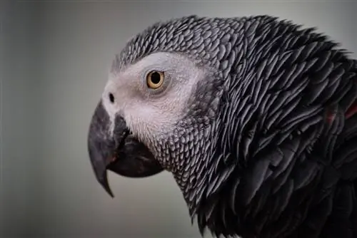 Gri Amerika Papağanı Kuş Türü Var mı? Gerçekler & SSS (Resimlerle)